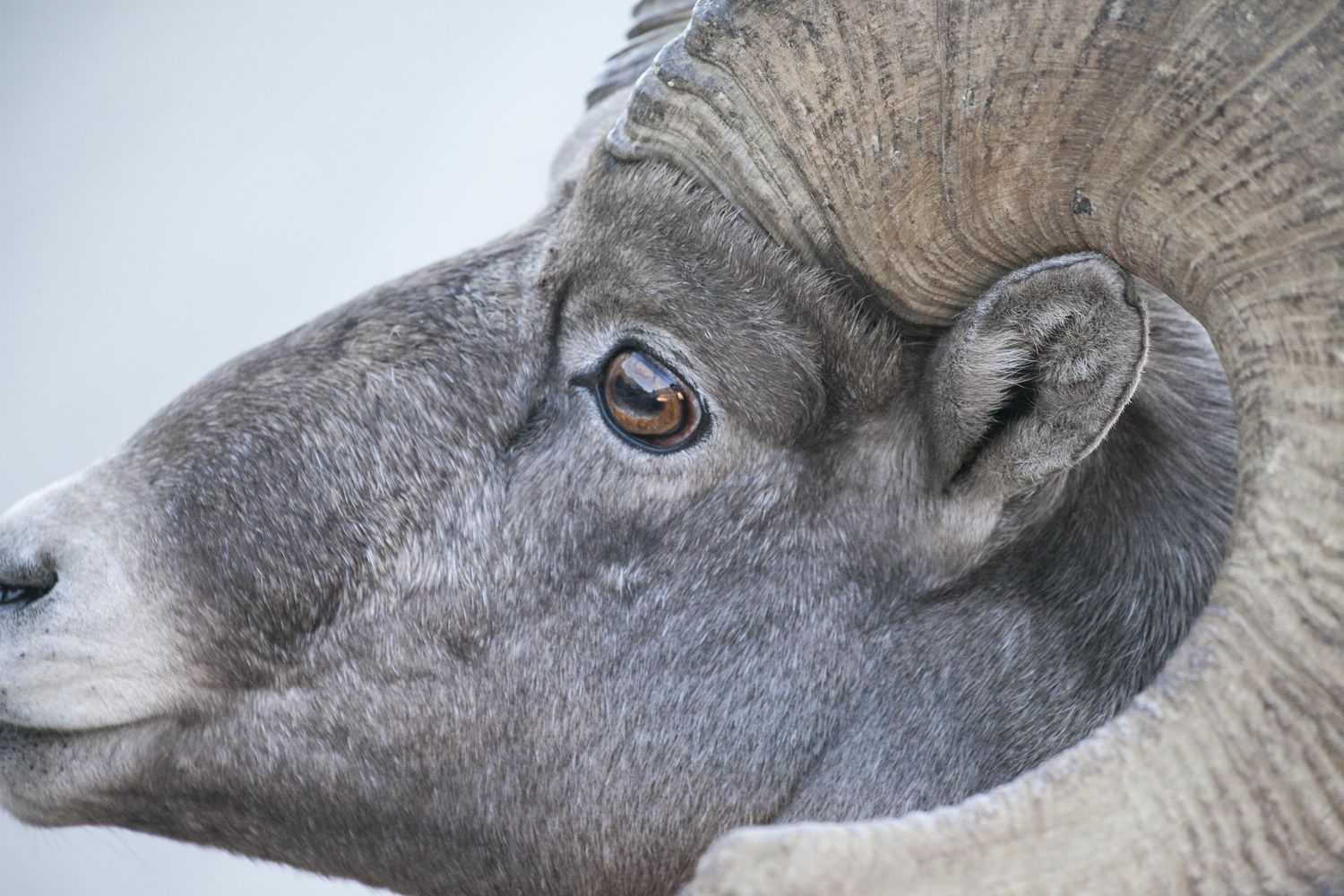 A bighorn ram in close profile, its curled horn filling the frame.
